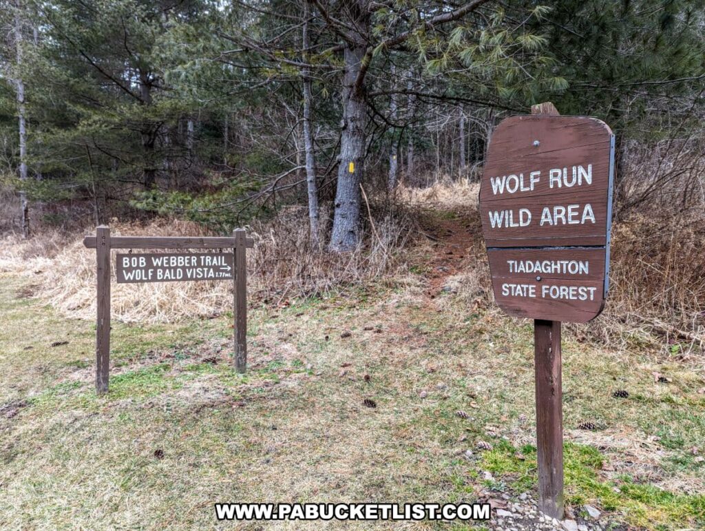 Two wooden trailhead signs in a grassy area at the entrance to the Bob Webber Trail in Tiadaghton State Forest, Lycoming County, Pennsylvania. The sign on the left points to the "Bob Webber Trail, Wolf Bald Vista 1.7m," marked with a yellow blaze on a tree in the background. The right sign reads "Wolf Run Wild Area, Tiadaghton State Forest," indicating the protected nature of the region. The area appears to be in an early stage of regrowth with pine trees and leafless deciduous trees in the surrounding forest.
