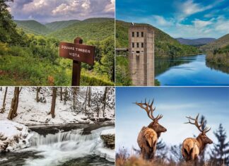 A collage of four diverse photographs showcasing the natural beauty of Cameron County, Pennsylvania. Top left: A wooden sign reading 'Square Timber Vista' amid a lush green landscape with rolling hills. Top right: An old concrete water tower stands next to a tranquil river flanked by green hills under a blue sky. Bottom left: A snowy scene with a stream flowing over small waterfalls, surrounded by snow-laden trees and rocks. Bottom right: Two elk with large, branching antlers standing in a grassy field with a backdrop of a clear blue sky.