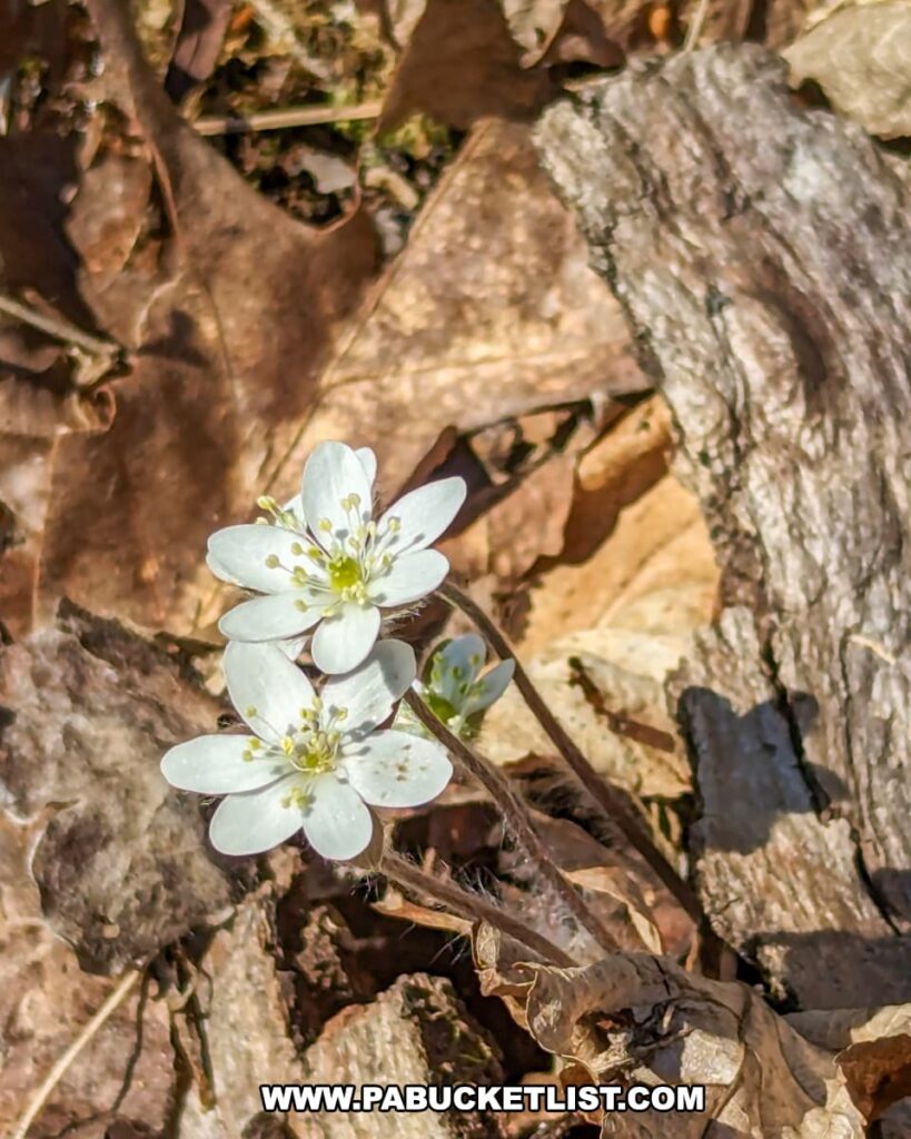 A close-up of two delicate white wildflowers, each with five petals and a cluster of yellow stamens, emerging among a bed of brown, dry leaves on the forest floor, possibly indicating the arrival of spring near the Three Sisters Rock Formation on the Standing Stone Trail in Huntingdon County, Pennsylvania.