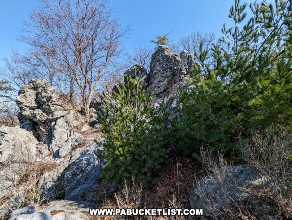 Rock formation along the Standing Stone Trail in Huntingdon County, Pennsylvania, displaying a cluster of tall, jagged rocks interspersed with evergreen shrubs and bare deciduous trees under a clear blue sky, indicative of a rugged Appalachian landscape.
