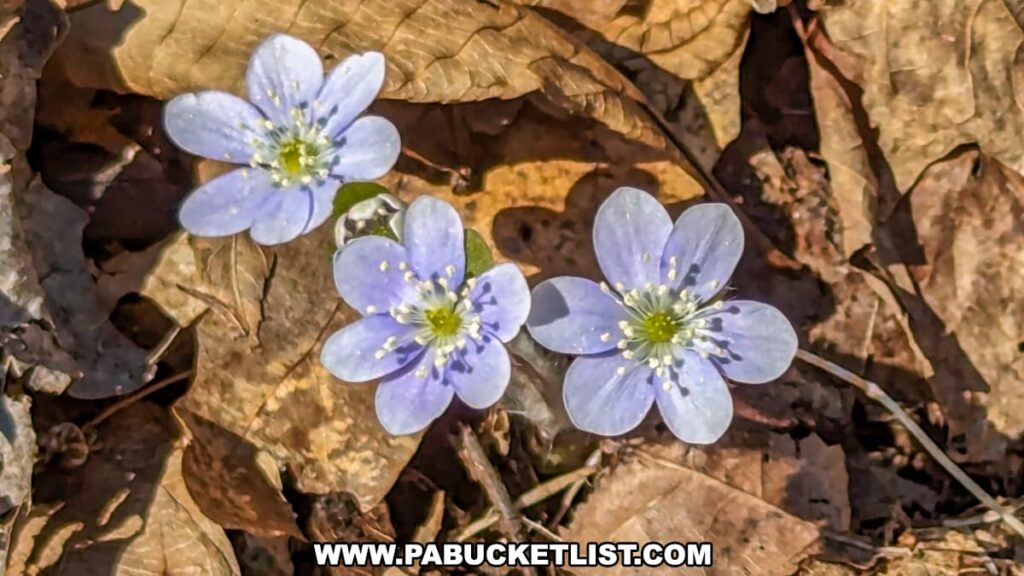 A trio of delicate blue wildflowers with bright yellow centers and white speckles on their petals bloom amongst a bed of brown fallen leaves. The image captures the early spring flora contrasting with the remnants of last autumn, symbolizing renewal in nature.