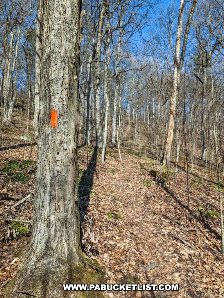A section of the Standing Stone Trail in Huntingdon County, Pennsylvania, marked by an orange blaze on a tree trunk, meanders through a forest with a leaf-strewn path and tall, bare trees, indicating either late fall or early spring near the Three Sisters Rock Formation.
