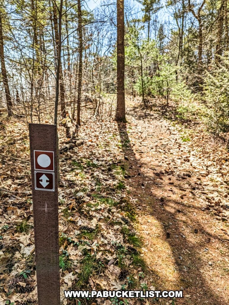 A tall, slender trail marker stands along the Cliff Trail in Pike County, Pennsylvania, set against a mixed forest backdrop. The marker bears a white circular blaze at the top and a directional arrow pointing upward, indicating the continuation of the trail. The forest floor is scattered with dry leaves, suggesting it's either autumn or the trees have yet to fully leaf out in early spring. The trees are mostly barren with some evergreens interspersed, and the trail itself is a narrow, leaf-covered path meandering through the woods.