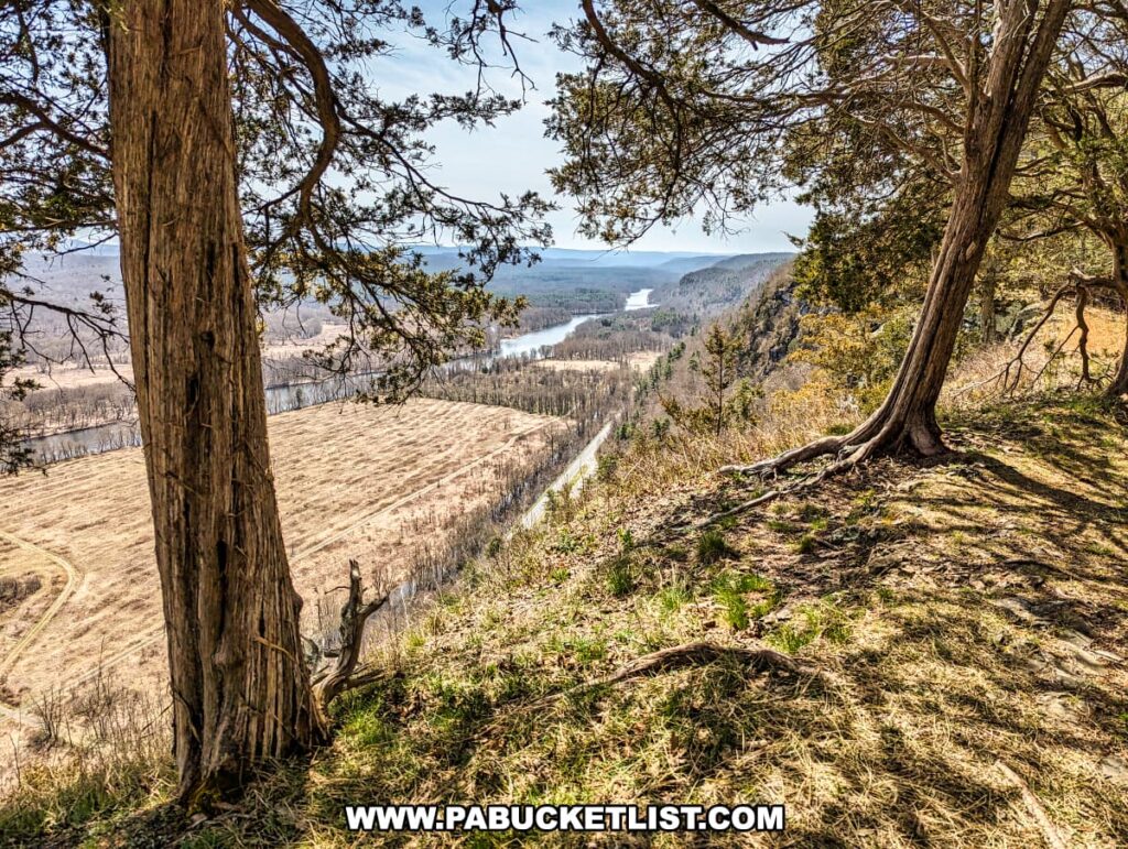 From a lofty perspective along the Cliff Trail in Pike County, Pennsylvania, the viewer is treated to a stunning overlook where the Delaware River carves a path through the landscape. Between the trunks of two strong, rooted trees in the foreground, the river flows in serpentine bends, bordered by open, tan fields that bear the sparse colors of early spring. The surrounding forest, still largely bare, sprawls towards the distant hills, creating a natural tapestry of browns and greens under a bright, clear sky. This scene encapsulates the rugged beauty of the region, visible from the heights of the trail's scenic overlooks.