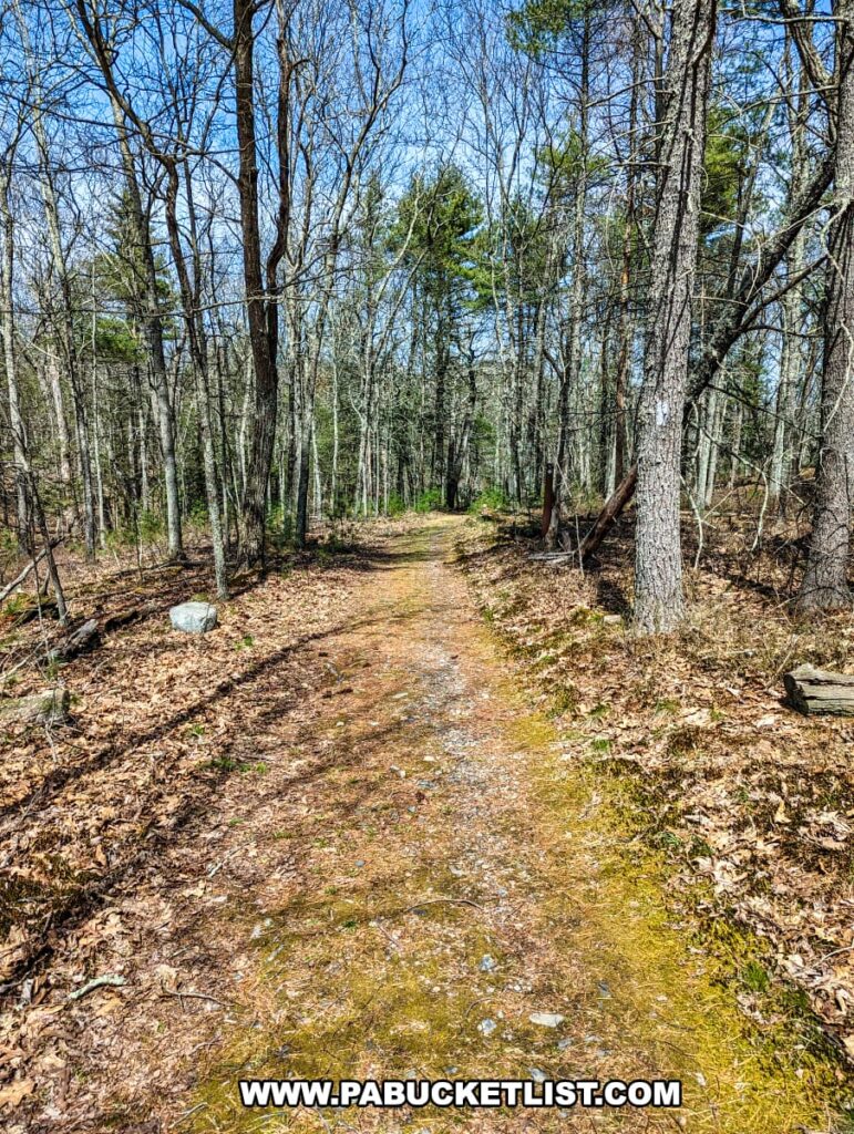 A typical section of the Cliff Trail in Pike County, Pennsylvania, shows a narrow, unpaved path strewn with fallen leaves and edged by mossy rocks. This serene pathway is flanked by a mix of deciduous trees that have not yet leafed out, interspersed with a few evergreens. The trail, covered in places by a scattering of small stones, invites hikers into the quiet woods, hinting at the natural beauty and solitude that can be found along its length leading towards the scenic overlooks above the Delaware River. The canopy overhead is open, allowing sunlight to dapple the ground, and the day is clear and bright, perfect for a woodland walk.