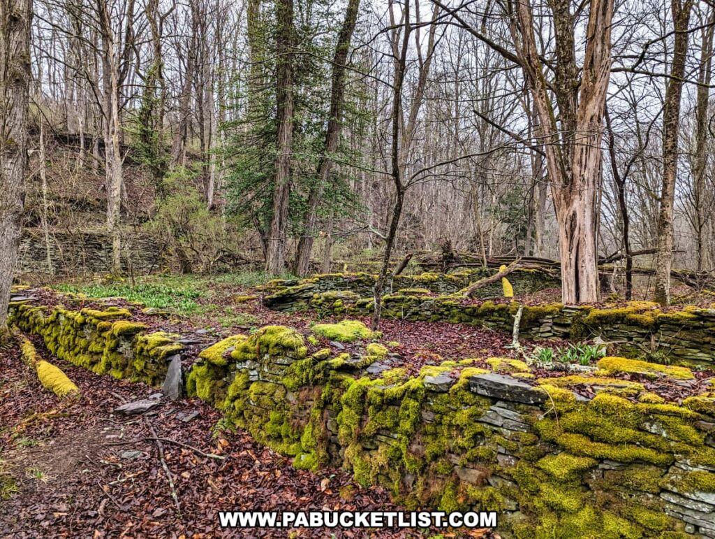 Overgrown with bright green moss, the stone ruins of an old tannery rest quietly in a wooded area near Tanners Falls on State Game Lands 159, Wayne County, Pennsylvania. The structures, fragmented and embedded into the landscape, form a series of low walls that trace the outline of the tannery's foundation. Leaf-littered ground and the skeletal trees of early spring frame the historic site, which stands as a silent testament to the industrial activity that once thrived here until 1931.