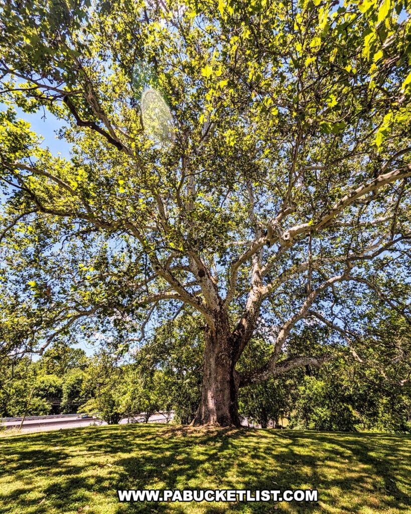 A large, historic tree stands majestically at Brandywine Battlefield Park in Chester County, Pennsylvania. The tree's expansive branches spread wide, creating a canopy of green leaves that filters sunlight. The surrounding area is grassy, and the tree is situated near a road, highlighting its prominence and age. The clear blue sky and lush greenery provide a serene backdrop, emphasizing the tree's significance and the park's historical context.