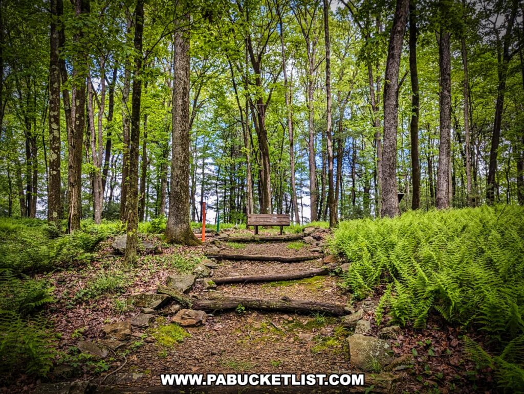 A serene pathway at Scripture Rocks Heritage Park in Jefferson County, Pennsylvania, featuring rustic wooden steps leading up to a bench. The trail is surrounded by tall trees and vibrant green ferns, creating a peaceful and inviting atmosphere for visitors to rest and enjoy the natural beauty of the forest. A red trail marker is visible in the background, guiding hikers along the path.