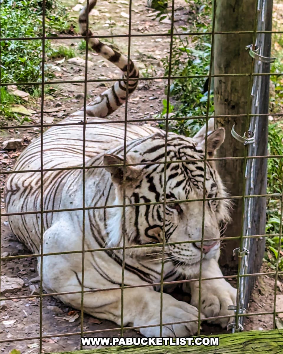 Exploring T&D's Cats of the World in Snyder County - PA Bucket List