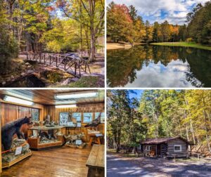 A collage showcasing Clear Creek State Park in Jefferson County, Pennsylvania. The top left image features a wooden footbridge surrounded by autumn foliage and a peaceful forest trail. The top right image displays a reflective pond bordered by vibrant fall trees, a grassy area, and a sandy beach. The bottom left image captures a nature museum exhibit with taxidermy wildlife, including a black bear, turkey, and coyote, set against wooden interior walls. The bottom right image showcases rustic log cabins nestled among trees with colorful autumn leaves, highlighting the park's natural beauty and historical charm.