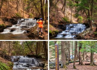 Collage of four scenic views at Pigeon Falls in the Allegheny National Forest, featuring cascading water over rocky steps, a visitor photographing the falls, lush greenery surrounding the stream, and a wooded picnic area marked by a Pigeon Falls signpost.