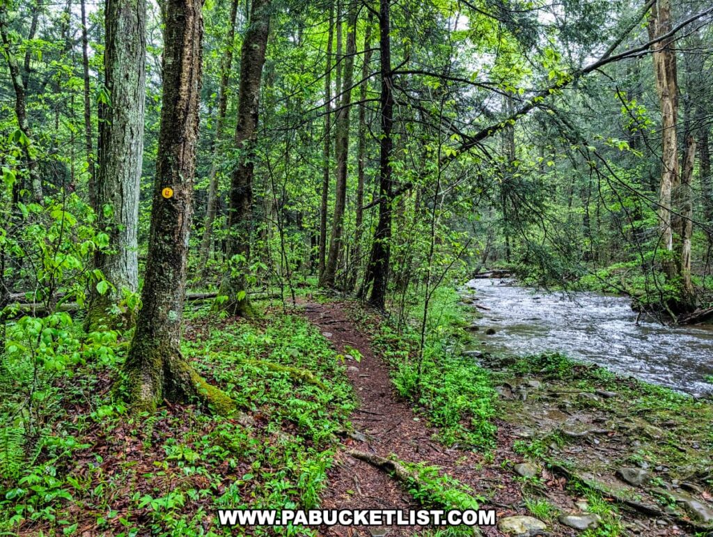 A scenic section of the Loyalsock Trail near Angel Falls in Sullivan County, Pennsylvania, featuring a narrow dirt path running parallel to a swiftly flowing creek, with lush green undergrowth and a yellow LT trail marker visible on a tree trunk beside the trail.