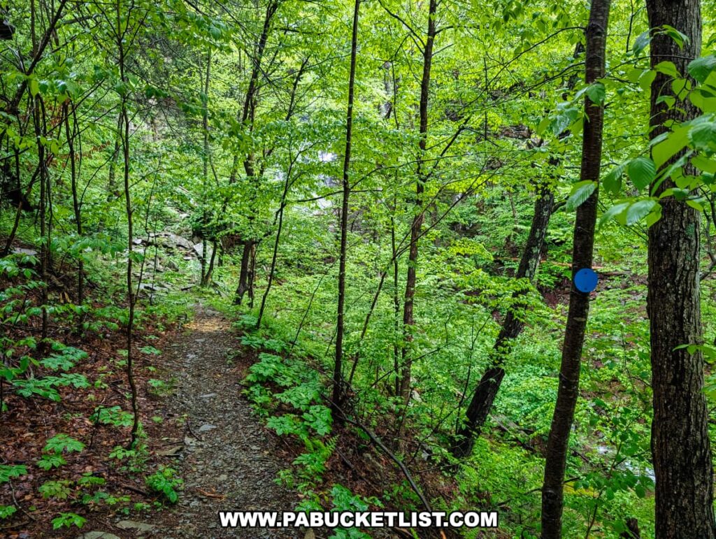 A rocky footpath winds through dense green forest along the blue-blazed spur trail leading to Angel Falls in Loyalsock State Forest, with small trees and undergrowth flanking the narrow trail as it descends toward a rocky stream valley.