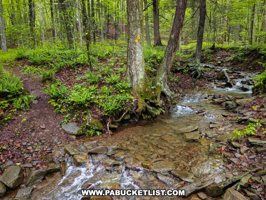 A shallow stream crossing along the Loyalsock Trail near Angel Falls in Sullivan County, with clear water flowing over rocks and a well-worn footpath leading into a lush forest of ferns and tall trees, marked by two yellow trail blazes on a tree beside the creek.