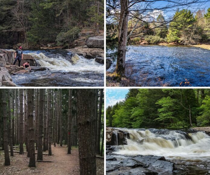 Exploring-Tobyhanna-Falls-Monroe-County-Pennsylvania A collage of four images from the Austin T. Blakeslee Natural Area in Monroe County, Pennsylvania features hikers exploring rocky terrain near Tobyhanna Falls, a view of Tobyhanna Creek lined with evergreens and bare trees, a well-defined trail through a dense forest of tall pines, and a scenic cascade of Tobyhanna Falls surrounded by lush summer foliage.