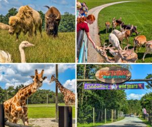 A collage of four photos from Lake Tobias Wildlife Park in Dauphin County, PA, featuring a white bison, brown bison, and a rhea in a grassy field, visitors feeding fallow deer from a safari bus, two giraffes near a shaded feeding area, and the park’s wooden entrance sign with a banner celebrating 61 years under a blue sky.