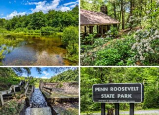 Collage of Penn-Roosevelt State Park featuring the calm lake with forest reflections, picnic pavilion with blooming mountain laurel, historic stone-faced spillway with flowing water, and the park entrance sign along a forest road.