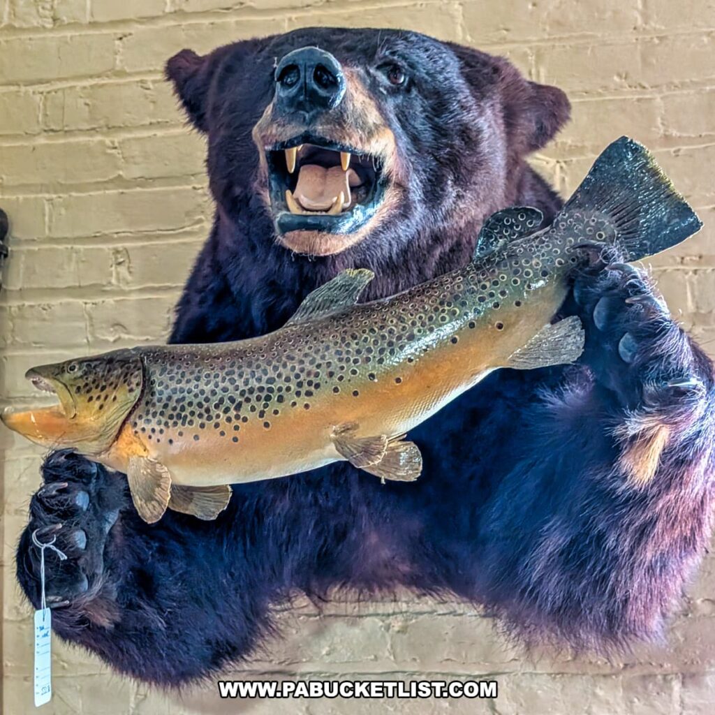 Taxidermy display at the Penn Avenue Trading Company in Newport, Perry County, PA, featuring a mounted black bear holding a large, lifelike mounted trout, set against a cream-colored brick wall in this eclectic multi-vendor antique store.