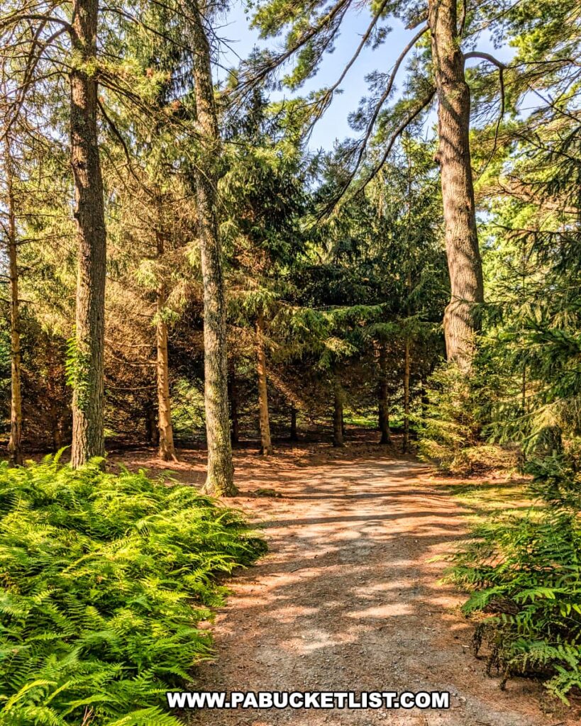 Shaded woodland trail surrounded by ferns and tall trees at the Dorflinger-Suydam Wildlife Sanctuary in Wayne County, PA