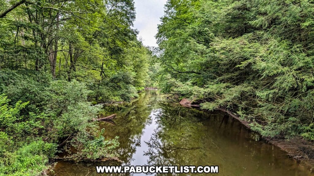 Nescopeck Creek flowing through dense green forest at Nescopeck State Park in Luzerne County, with calm water reflecting the surrounding trees.