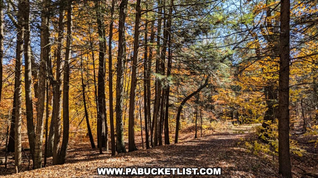 Hiking trail at Nescopeck State Park in Luzerne County covered in fallen leaves, surrounded by colorful autumn foliage and tall trees.