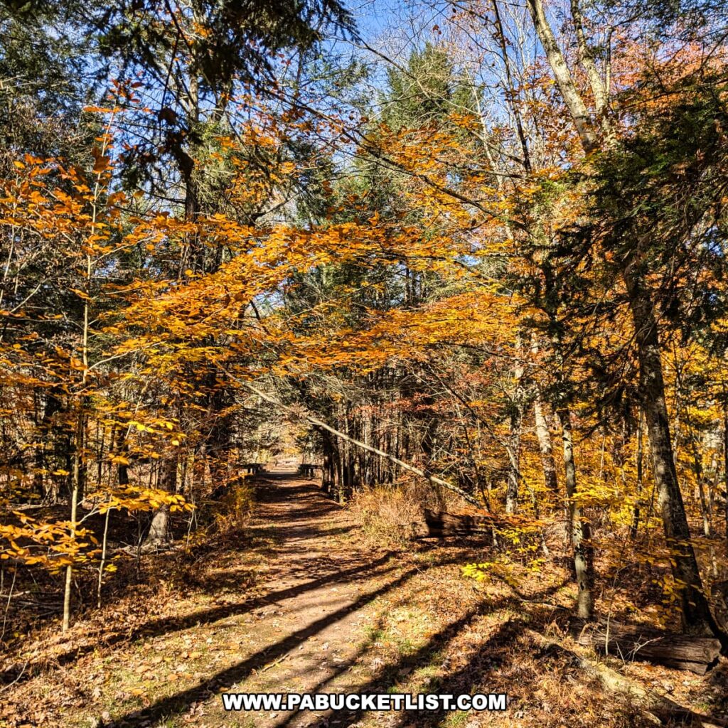 Trail at Nescopeck State Park in Luzerne County lined with brilliant autumn foliage, golden leaves, and patches of sunlight filtering through the trees.