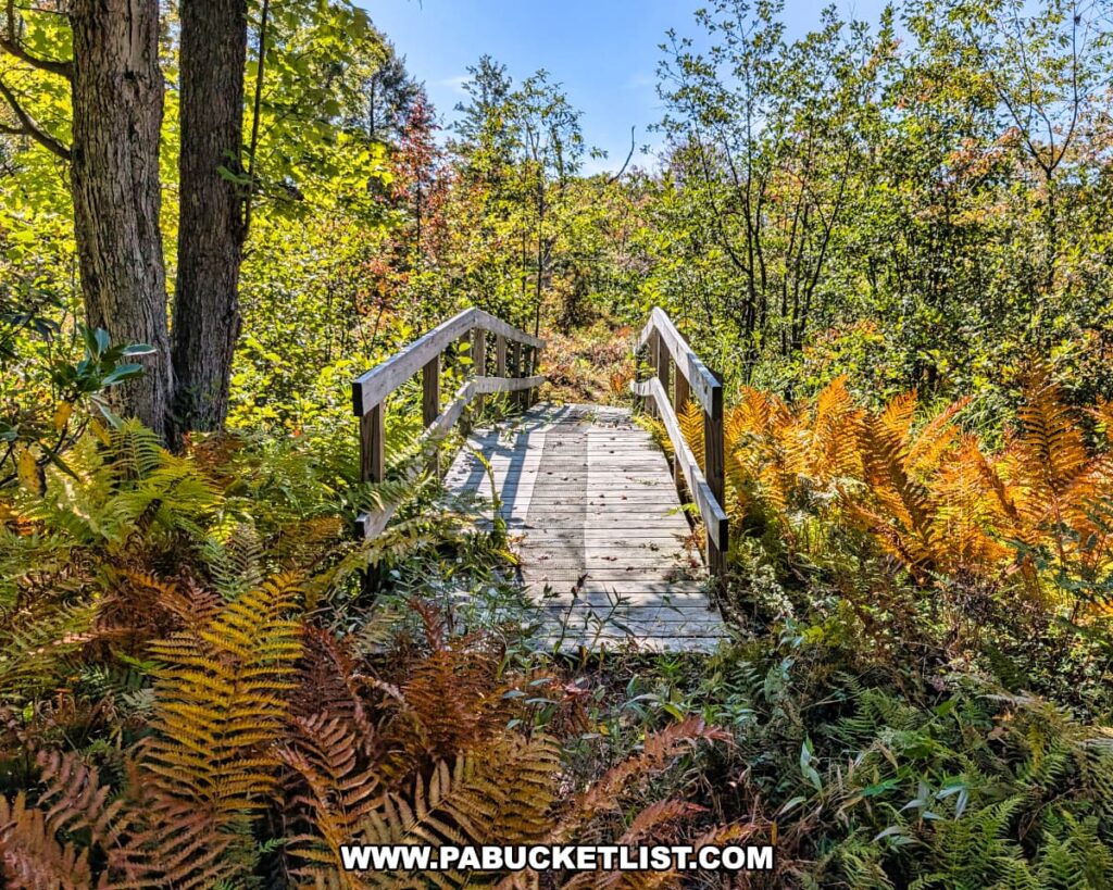 Wooden footbridge along the Old Horse Trail at SB Elliott State Park in Clearfield County, Pennsylvania, surrounded by colorful ferns and lush trees in early autumn.
