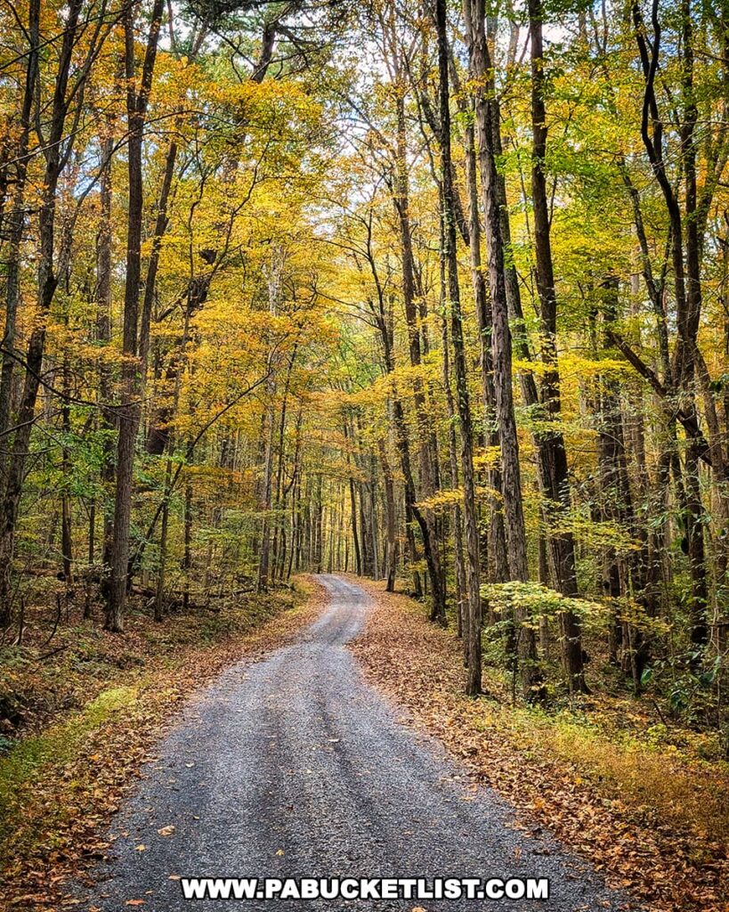 A narrow gravel forest road winds gently uphill through a tunnel of golden and green autumn foliage near the Three Sisters Rock Formation in the Rocky Ridge Natural Area of Huntingdon County, Pennsylvania.