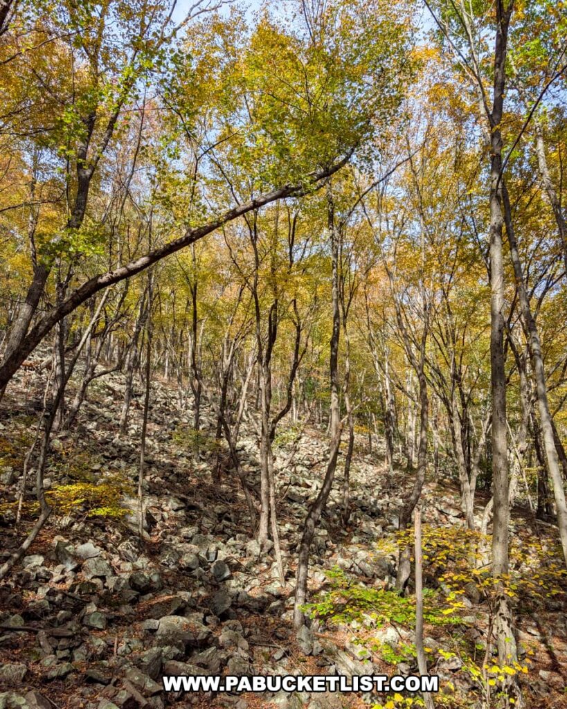A rocky forested hillside covered with slender hardwood trees displaying golden autumn leaves along the Penn’s Creek Path in Bald Eagle State Forest, with sunlight streaming through the canopy and scattered shadows on the ground.
