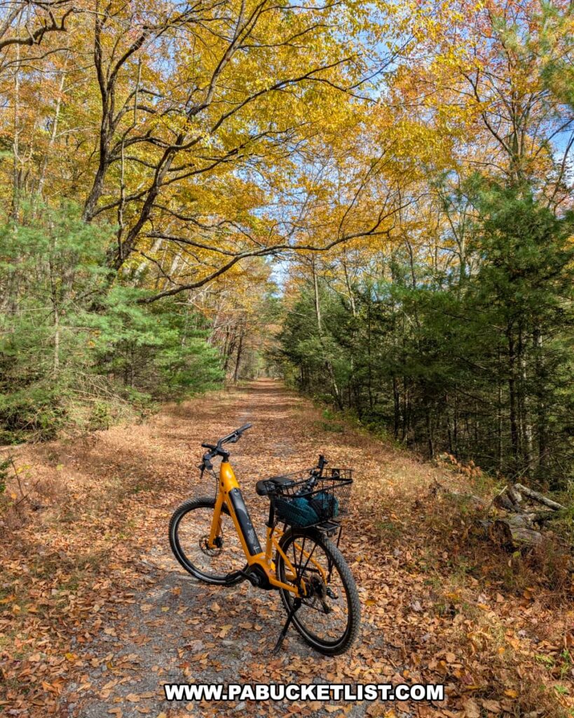 An orange bicycle with a black basket rests on a gravel trail blanketed with fallen leaves along the Penn’s Creek Path in Bald Eagle State Forest, surrounded by golden autumn foliage and evergreens under a bright blue sky.