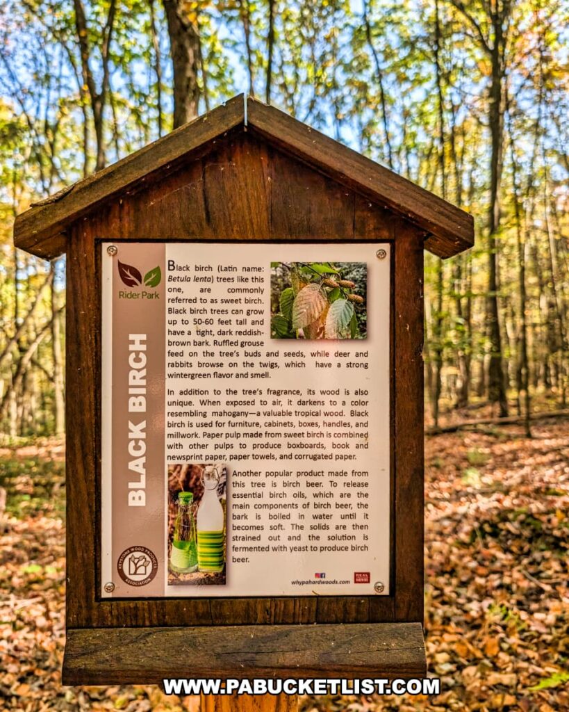 Informational sign about the black birch tree at Rider Park in Lycoming County, Pennsylvania, displayed along a wooded trail surrounded by colorful autumn foliage. The sign explains the tree’s characteristics, uses, and connection to birch beer, with photos of birch leaves and a birch beer bottle for illustration.