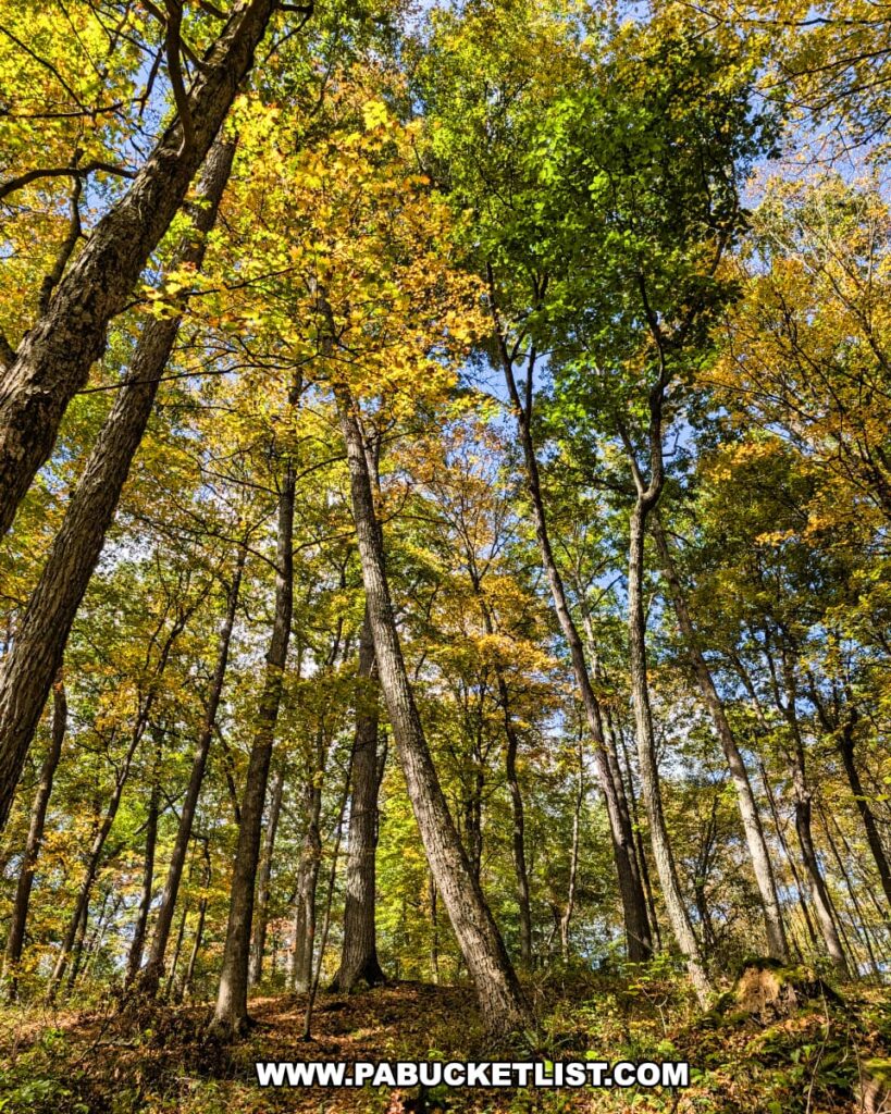 Tall hardwood trees with a canopy of green and golden autumn leaves tower above the forest floor near the Three Sisters Rock Formation along the Standing Stone Trail in the Rocky Ridge Natural Area of Huntingdon County, Pennsylvania.