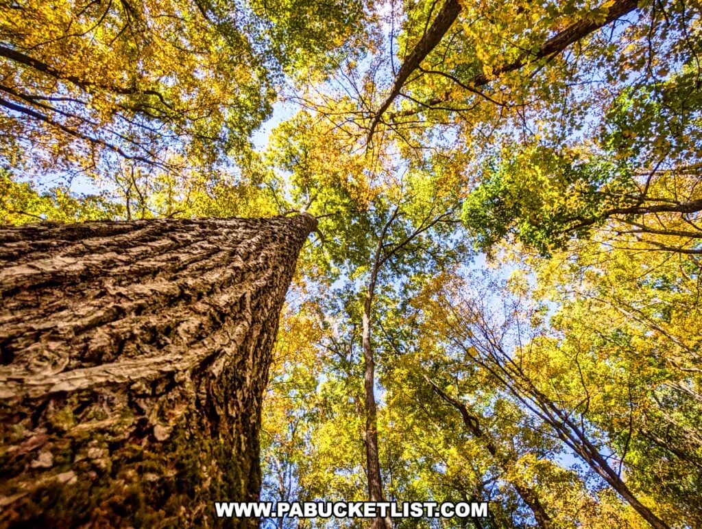 A low-angle view of tall trees with golden and green autumn leaves reaching toward a bright blue sky near the Three Sisters Rock Formation in the Rocky Ridge Natural Area of Huntingdon County, Pennsylvania.