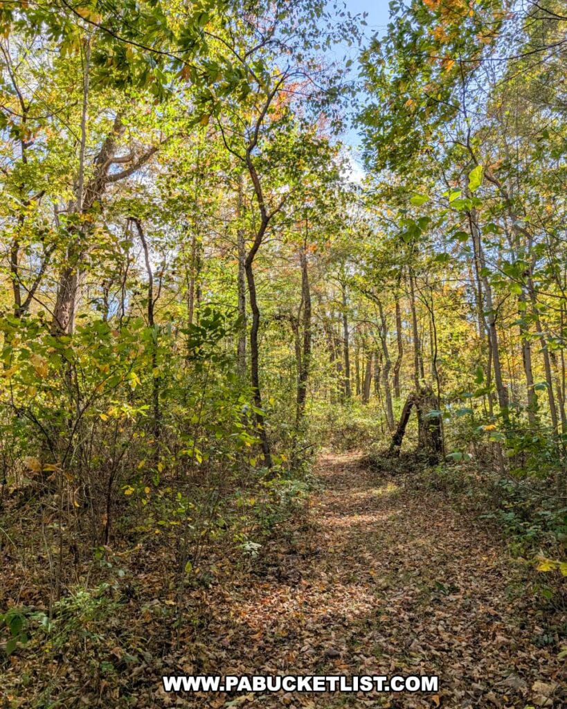 A leaf-covered hiking trail winds through a sunlit forest at Warriors Path State Park in Bedford County, Pennsylvania, surrounded by trees showing early signs of autumn color.