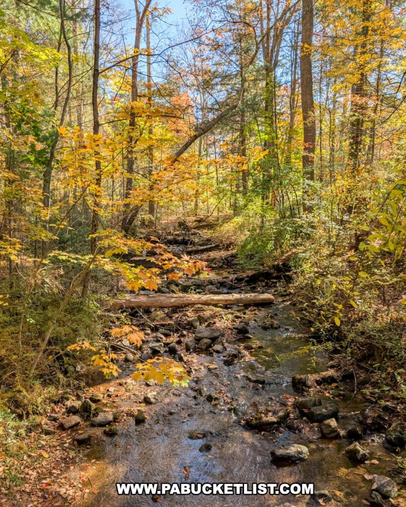 A peaceful woodland scene at Mont Alto State Park in Franklin County, Pennsylvania, featuring the West Branch of Antietam Creek flowing gently over rocks beneath a canopy of trees adorned with golden autumn leaves.