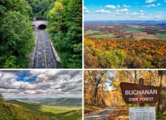 9 Must-See Attractions in the Buchanan State Forest A four-photo collage from Buchanan State Forest in south-central Pennsylvania, featuring the graffiti-covered Sideling Hill Tunnel framed by lush summer trees, a wide autumn panorama overlooking colorful Ridge-and-Valley farmland, a sweeping mountain vista beneath dramatic clouds, and a leafy fall forest road beside a Buchanan State Forest entrance sign.