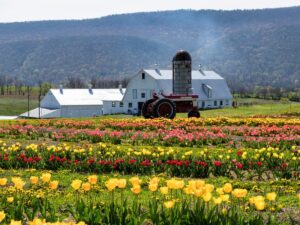 Colorful rows of tulips bloom at Burket Farm in Blair County, Pennsylvania, with a red tractor parked in front of a white barn and silo against a backdrop of forested mountains.