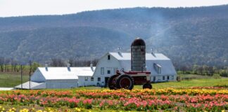 Colorful rows of tulips bloom at Burket Farm in Blair County, Pennsylvania, with a red tractor parked in front of a white barn and silo against a backdrop of forested mountains.