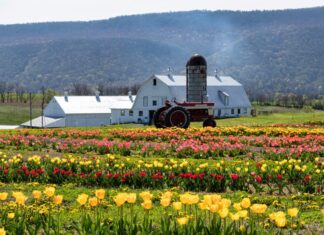 Colorful rows of tulips bloom at Burket Farm in Blair County, Pennsylvania, with a red tractor parked in front of a white barn and silo against a backdrop of forested mountains.
