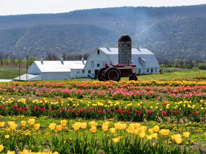 Colorful rows of tulips bloom at Burket Farm in Blair County, Pennsylvania, with a red tractor parked in front of a white barn and silo against a backdrop of forested mountains.
