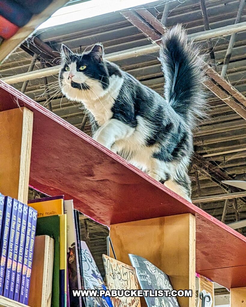 Black-and-white bookstore cat perched on top of a tall wooden bookshelf at Cupboard Maker Books in Cumberland County, Pennsylvania, overlooking rows of neatly organized books in the whimsical, cat-friendly bookstore.