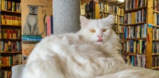 Fluffy white cat lounging on a chair inside Cupboard Maker Books in Cumberland County, Pennsylvania, with tall bookshelves filled with used books in the background.