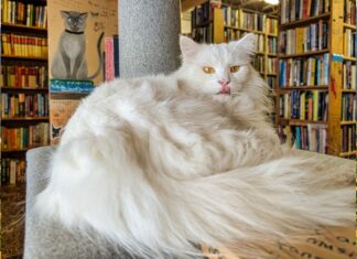 Fluffy white cat lounging on a chair inside Cupboard Maker Books in Cumberland County, Pennsylvania, with tall bookshelves filled with used books in the background.