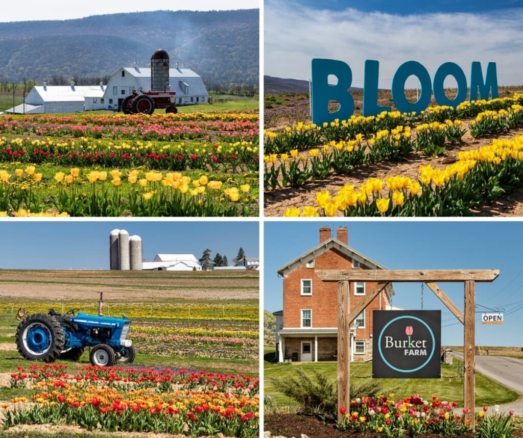 Collage of four scenes from Burket Farm Tulip Fields in Blair County, Pennsylvania showing colorful tulip rows, vintage tractors, a large BLOOM sign, and the farm entrance sign with historic buildings in the background