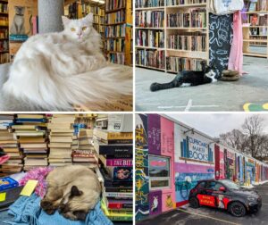 Collage of four scenes at Cupboard Maker Books in Cumberland County, Pennsylvania, featuring a fluffy white bookstore cat perched indoors, a black-and-white cat lounging on the store floor, a Siamese cat curled up beside stacks of books, and the colorful exterior mural of the Cat Bookstore with painted book spines and cat artwork.