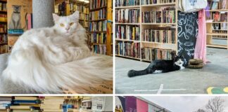 Collage of four scenes at Cupboard Maker Books in Cumberland County, Pennsylvania, featuring a fluffy white bookstore cat perched indoors, a black-and-white cat lounging on the store floor, a Siamese cat curled up beside stacks of books, and the colorful exterior mural of the Cat Bookstore with painted book spines and cat artwork.