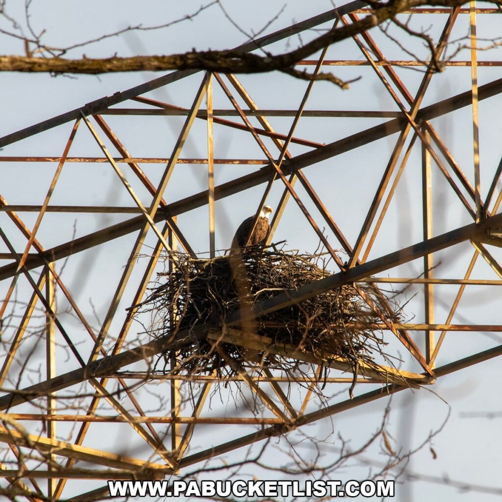 Bald eagle sitting on a nest atop a transmission tower near the Holtwood Dam at the Lock 12 Historic Area in York County, Pennsylvania.