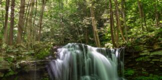 Dry Run Falls cascading over a wide rock ledge in the Sullivan County section of Loyalsock State Forest, Pennsylvania, surrounded by tall hemlocks and lush summer greenery