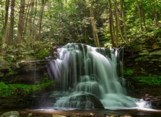Exploring Dry Run Falls in the Loyalsock State Forest Dry Run Falls cascading over a wide rock ledge in the Sullivan County section of Loyalsock State Forest, Pennsylvania, surrounded by tall hemlocks and lush summer greenery
