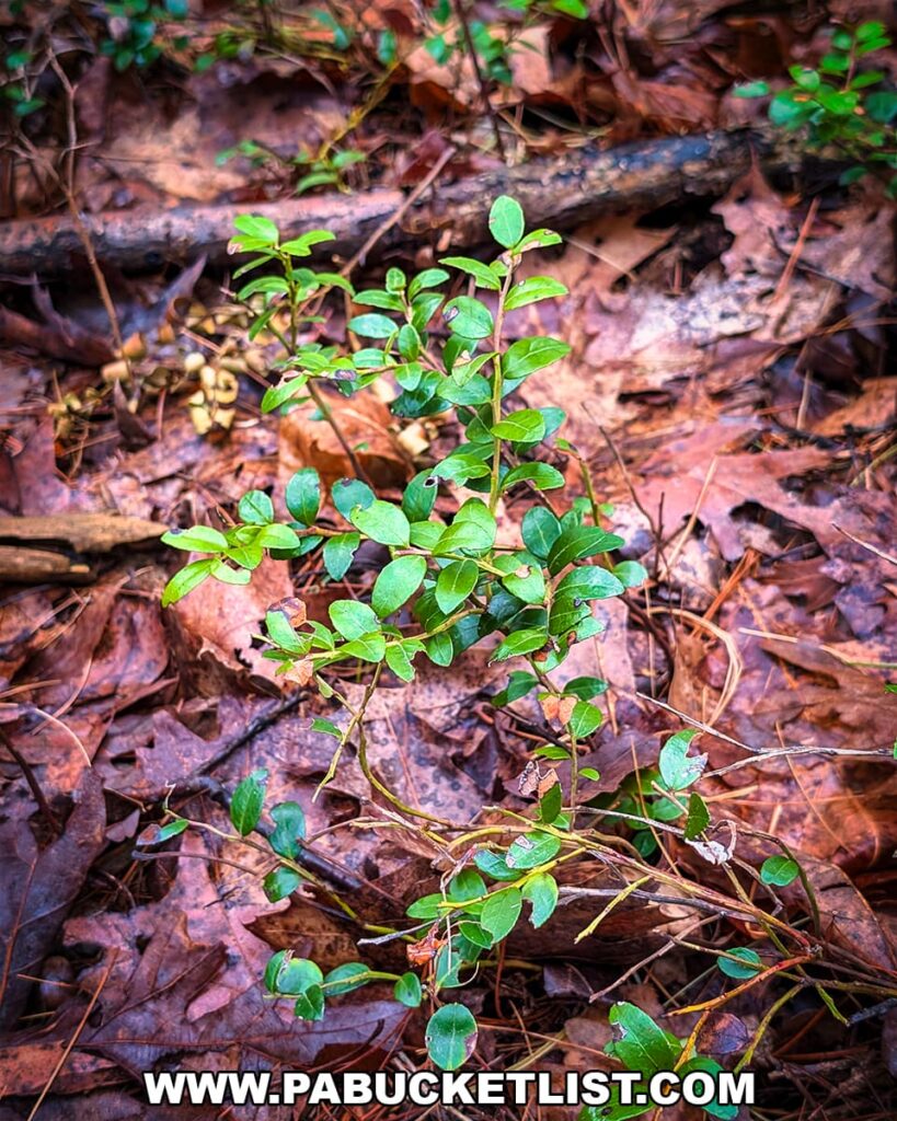 Close up of box huckleberry plant with glossy green leaves on forest floor at Hoverter and Sholl Box Huckleberry Natural Area in Perry County Pennsylvania